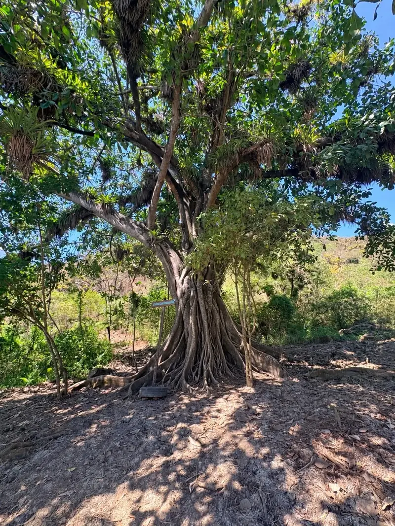 Las raíces del Higuerón cayendo desde el tronco, con el cartel del sendero a un lado
